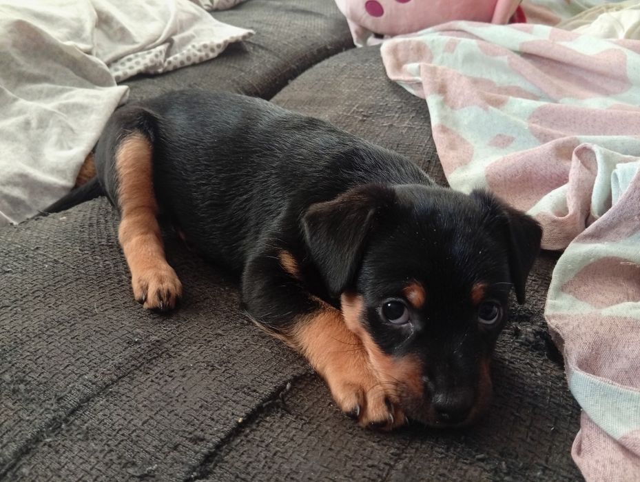 Suczka sunia oddam w dobre ręce szczenię