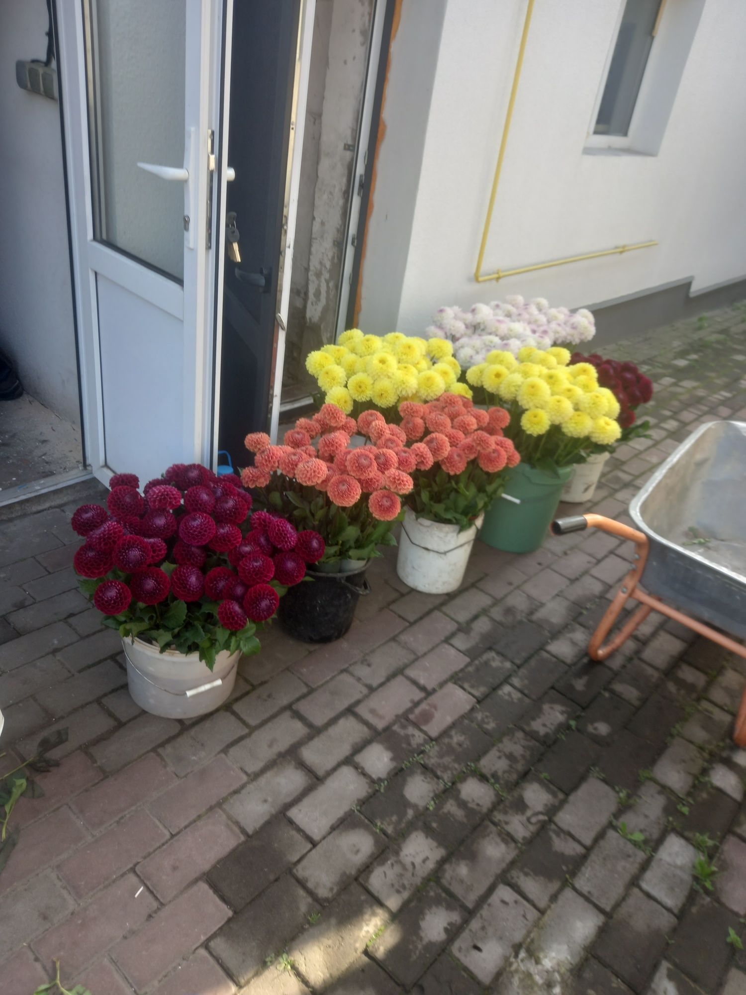 Продаж жоржини Евеліна. корнел бронз .іванеті срез Гладіолуси  30 гр