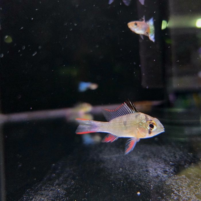 Pielęgniczka boliwijska