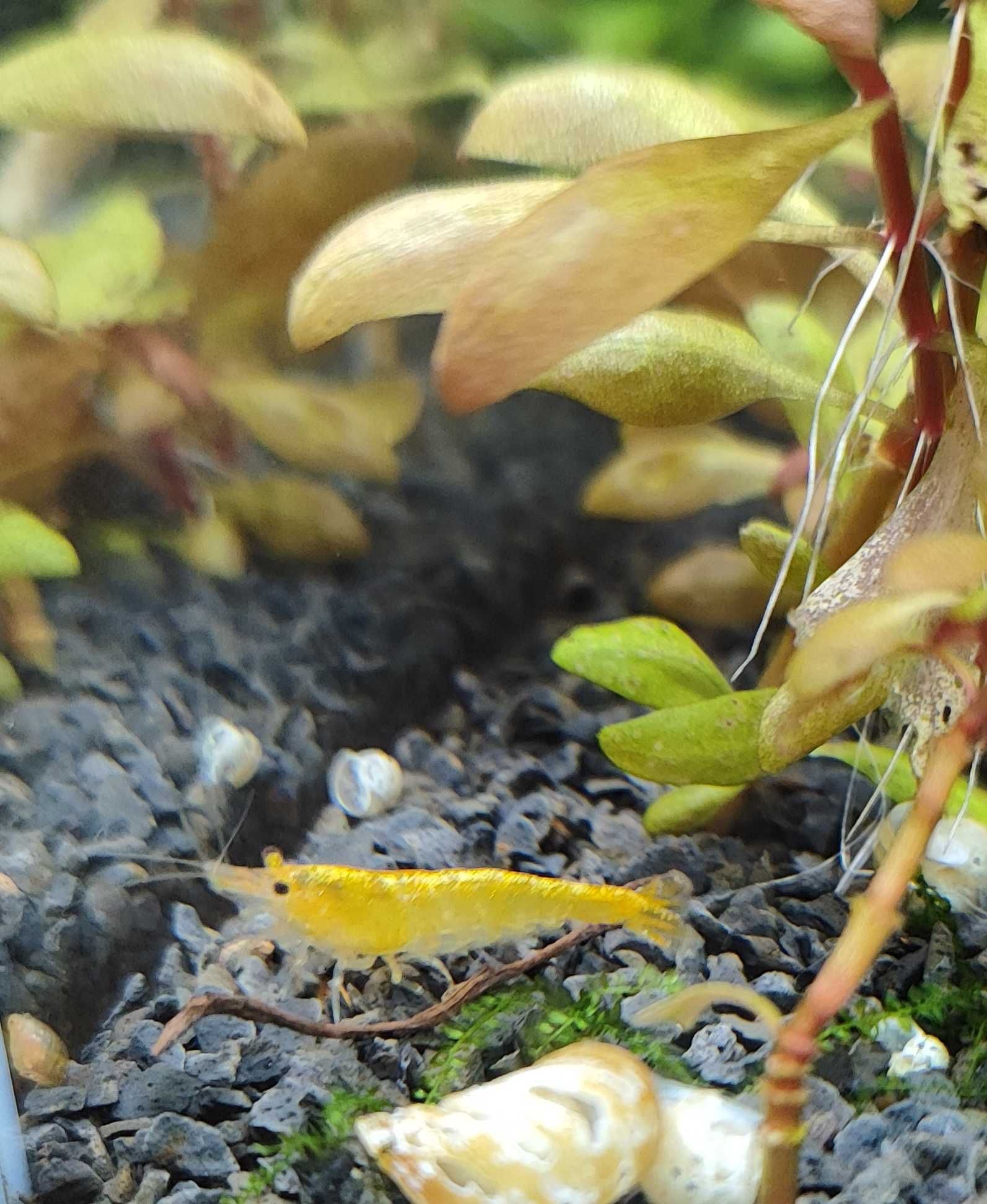 Neocaridina Yellow Golden Back - Camarão de água doce temperada