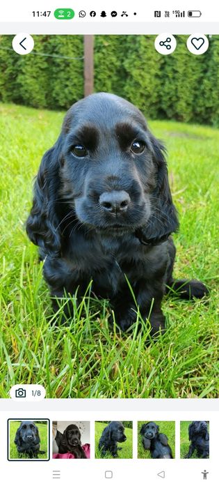 Wyjątkowy czarny piesek Cocker spaniel