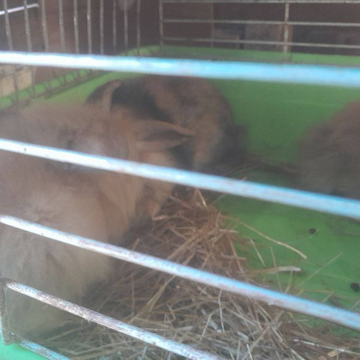 Vendo coelhos anoes de orelhas caidas