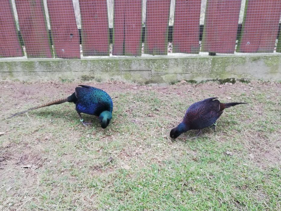 Bażanty melanistyczne