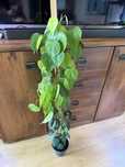 Philodendron cream splash (regres)