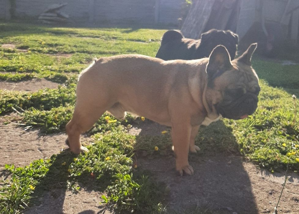 Szczeniak Buldog Francuski