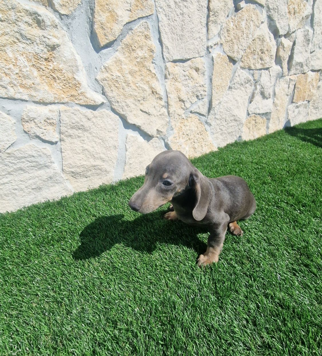 Teckel Azul Macho