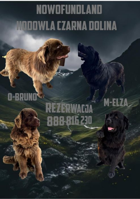 Nowofundland szczeniak niufka