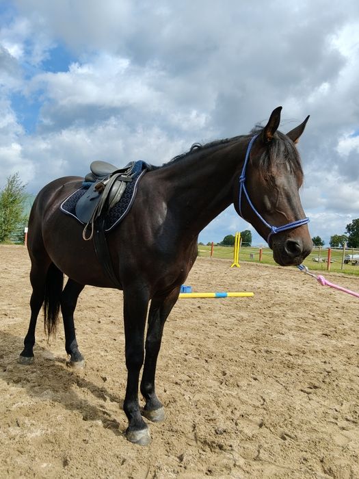 Klacz 5 lat pełne pochodzenie, wymienię na kuca (ok145cm wałacha)