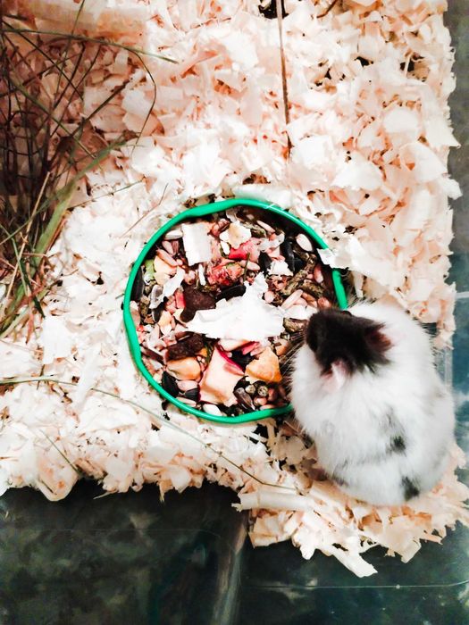 Chomik dżungarski campbell chomiczek