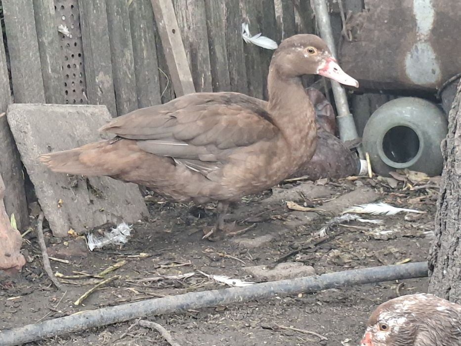 Мускусні качки, каченята.