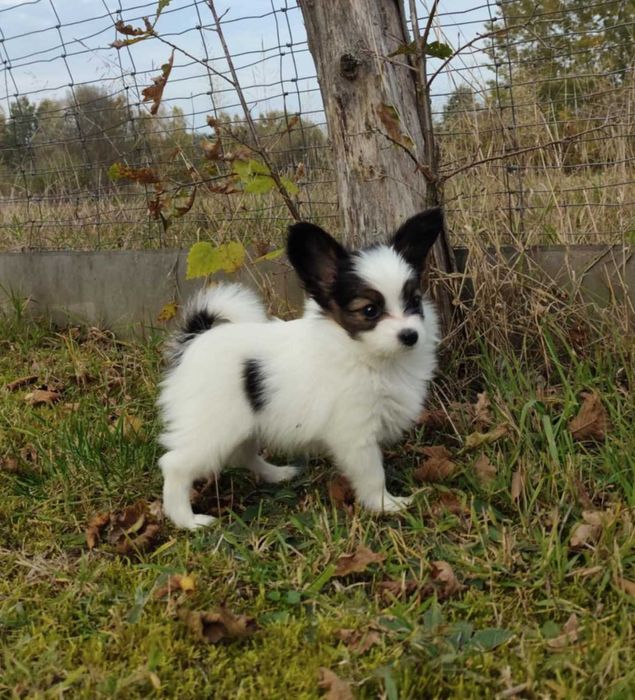 papillon - śliczny piesek, hodowla ZKwP