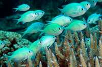 RYBA MORSKA Chromis viridis Akwarium morskie WYSYŁKA