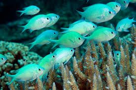 RYBA MORSKA Chromis viridis Akwarium morskie WYSYŁKA