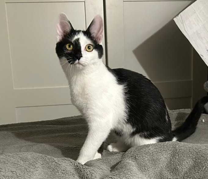 Do adopcji – koci maluszek Lucek