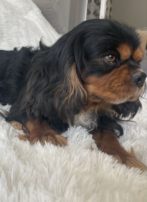 Cavalier Charlie 4-letni pies