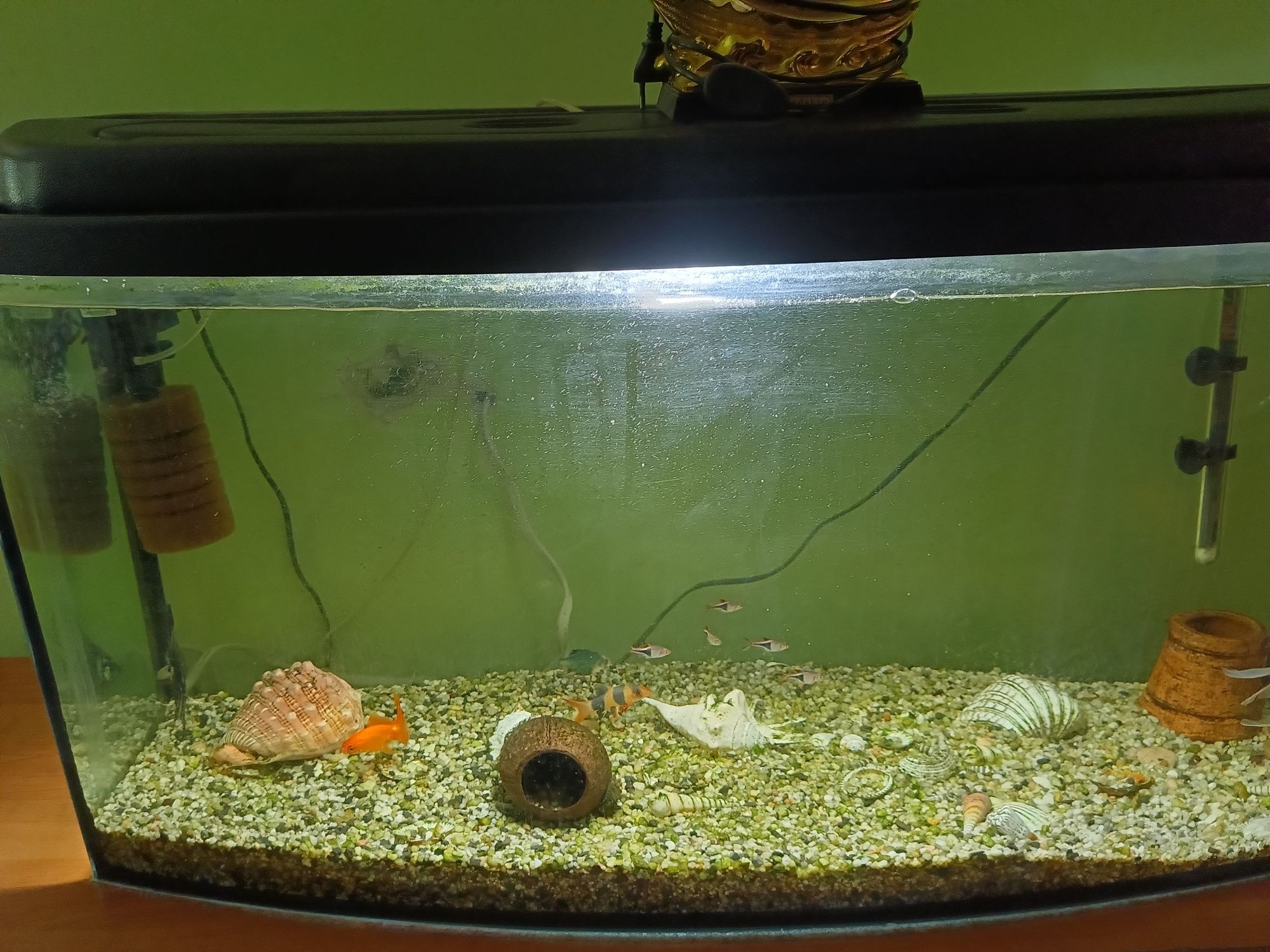 Akwarium panoramiczne około 200 litrów