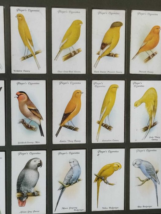 Quadro Pássaros - Colecção 50 Cartões Cigarros