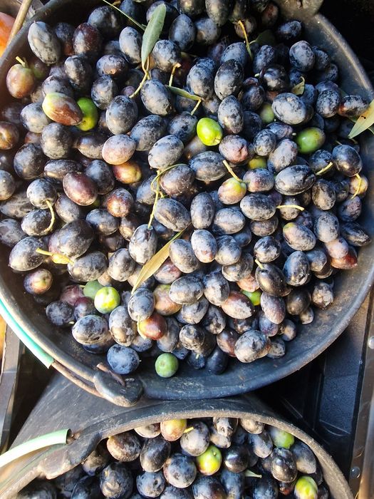 Vendo azeite do produtor