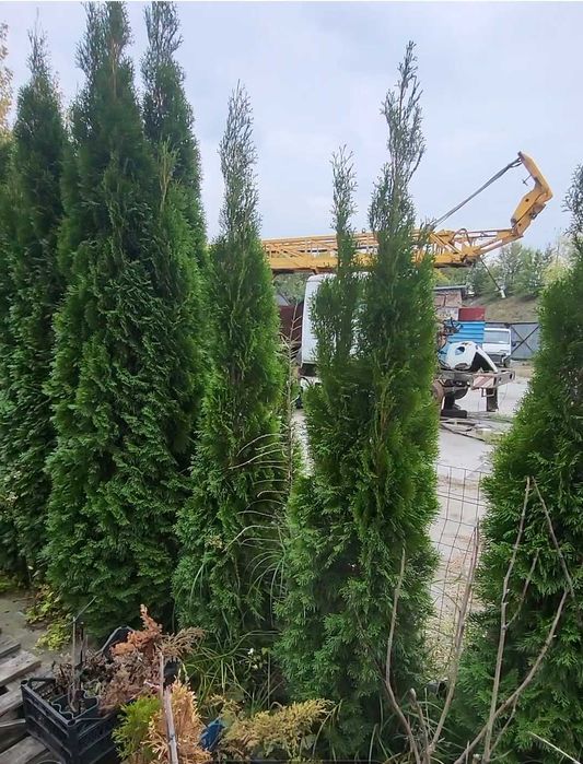 Туя Смарагд.Ялівець БлюАроу.Кора Соснова,Магнолії,Ялинки, Сосни,Піхти.