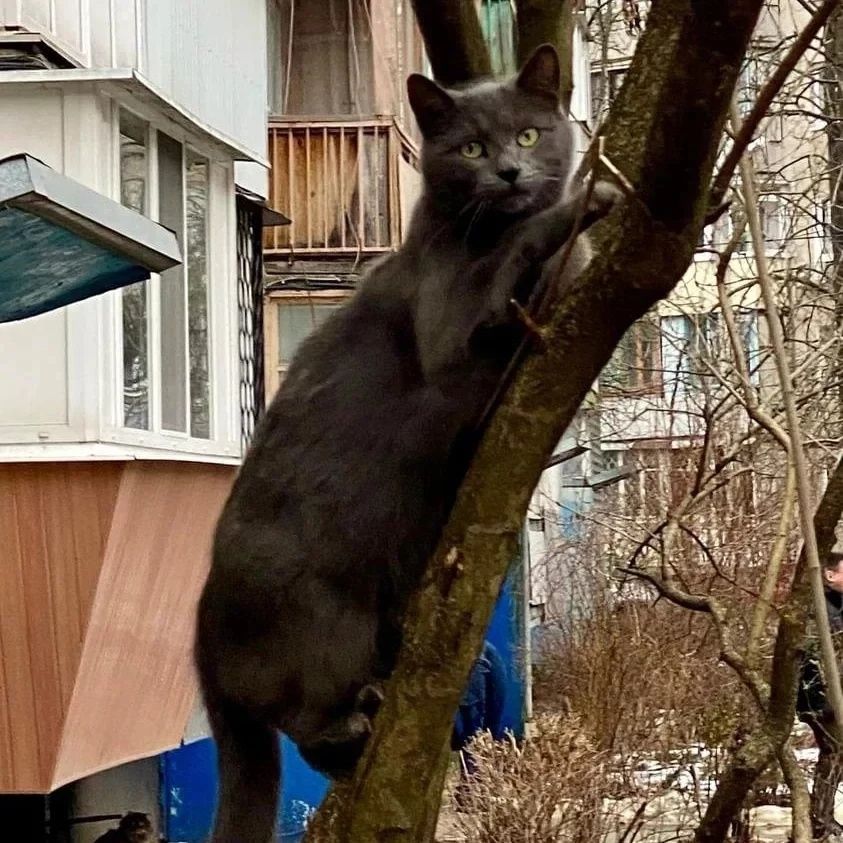 Отдам серого кота, метис русской голубой