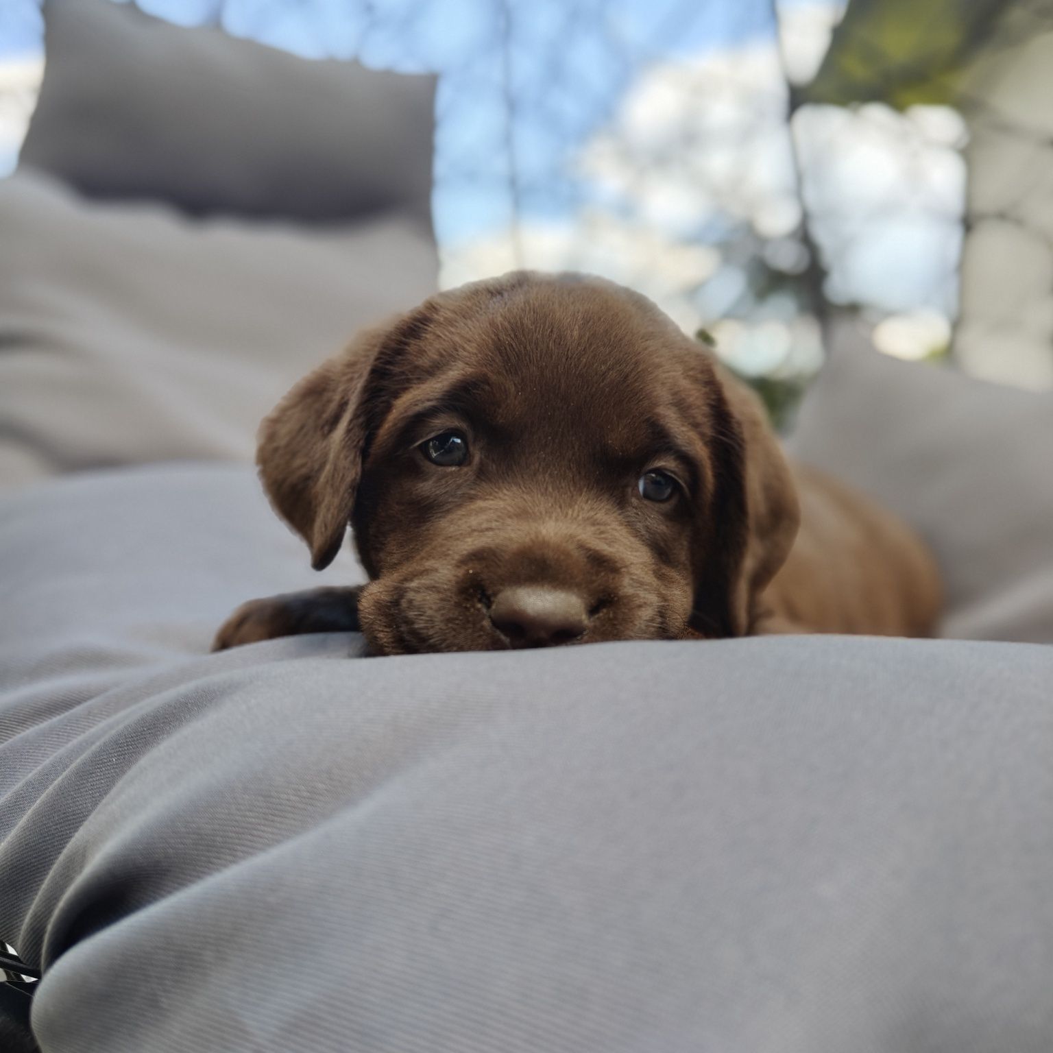 Labrador retriever szczeniak