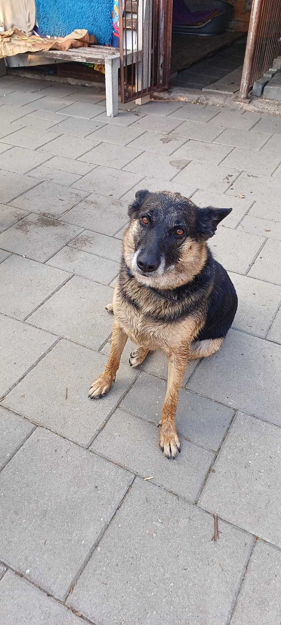 Luna , która straciła dom, wypatruje nowych ludzi do kochania