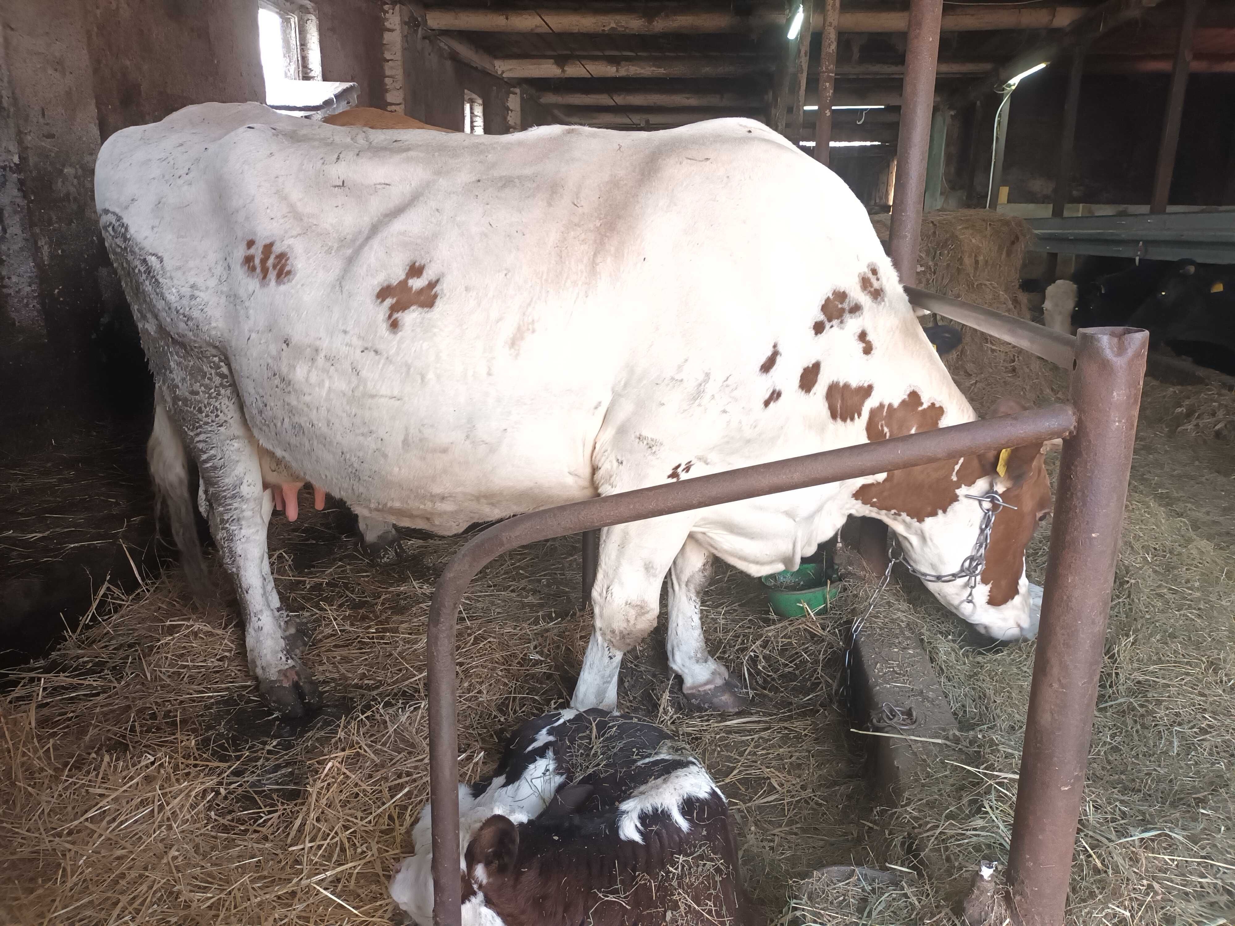 Krowa mleczna po wycieleniu