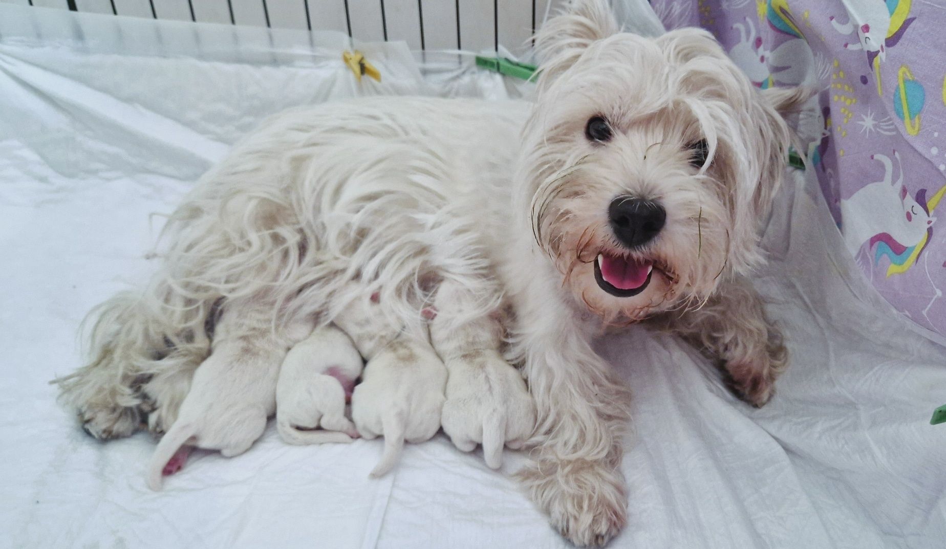 Pies, piesek, west highland white terrier, westie suczka