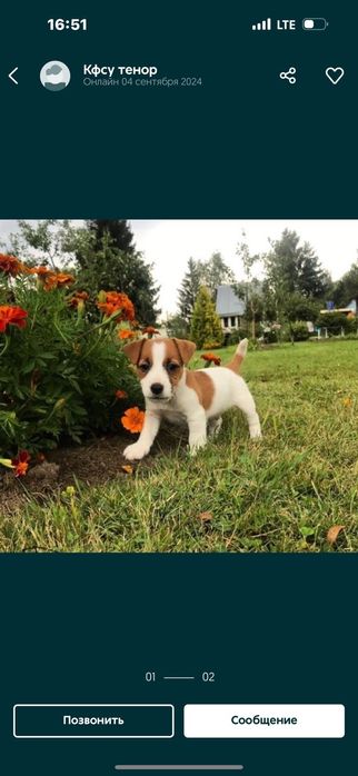 Хлопчики і дівчятка джек рассел терера полная вакцинація