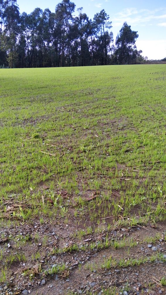 Terreno agrícola