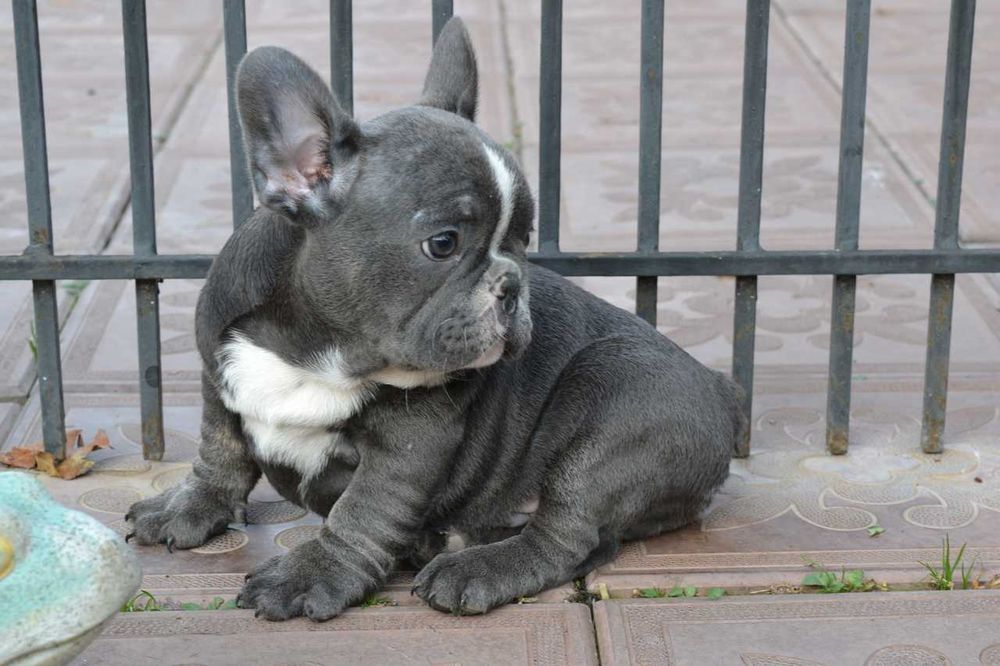 мальчик вип качество