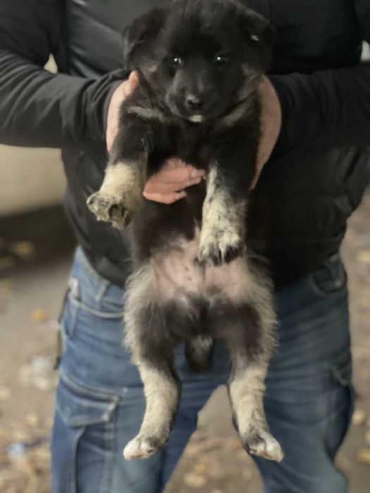 Щенки 1,5 месяца. Небольшие. Кобели