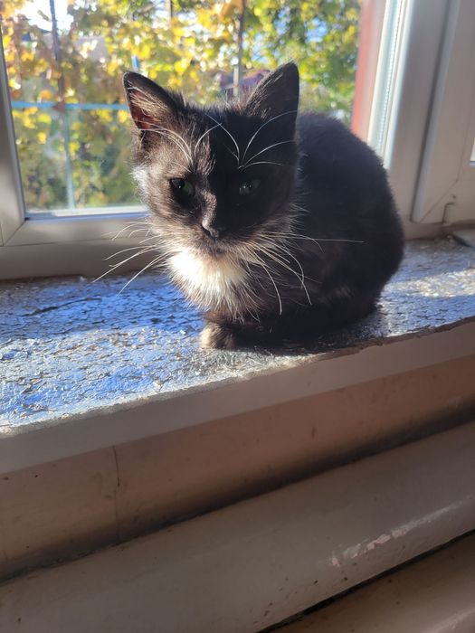 Котята разные бесплатно. Котенок даром. Кот. Кошка