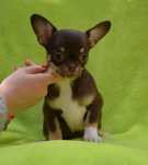 Chihuahua krótkowłosa suczka Dosia
