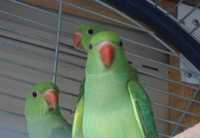 Рідкісних видів птахів - у продажу ожерелові папуги