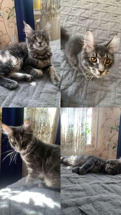 Продам Мейн Кун хлопчики