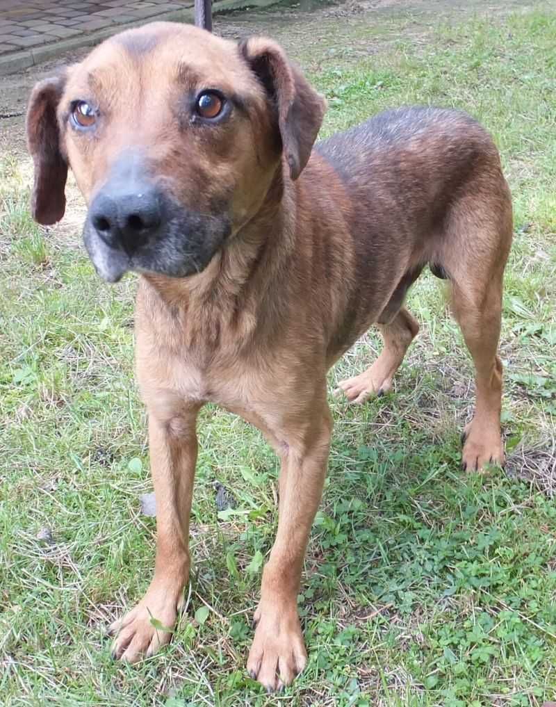 Szerud średni rudo szary pies do adopcji