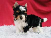 Yorkshire Terrier Biewer York Yorki