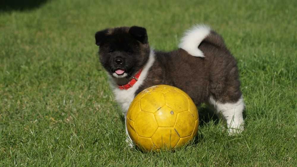 Akita Amerykanska FCI