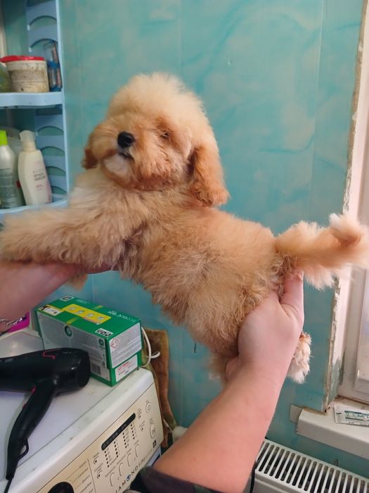 Продам пуделя той