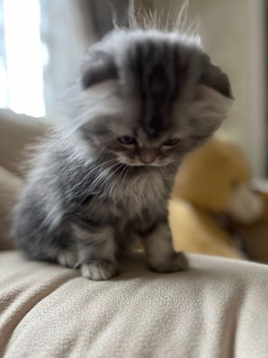 Продаються шотландські кошенята!