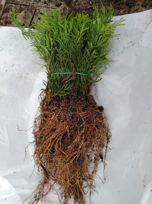 Tuja Smaragd około 10-14 cm sadzonka szmaragd, goły korzeń