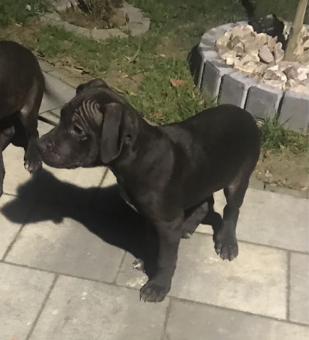 Piesek Pitbull 3,5 mies