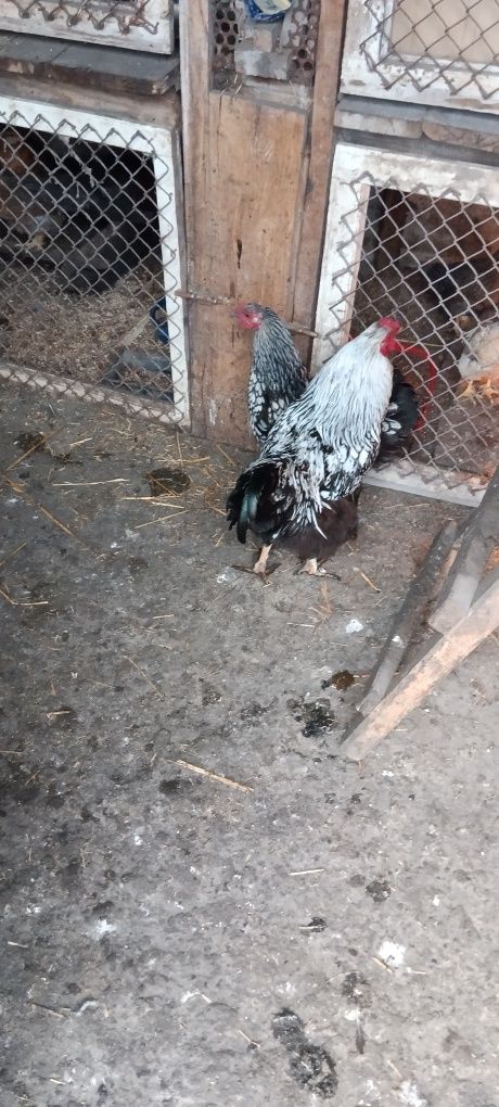 Продам курей Віандот пара