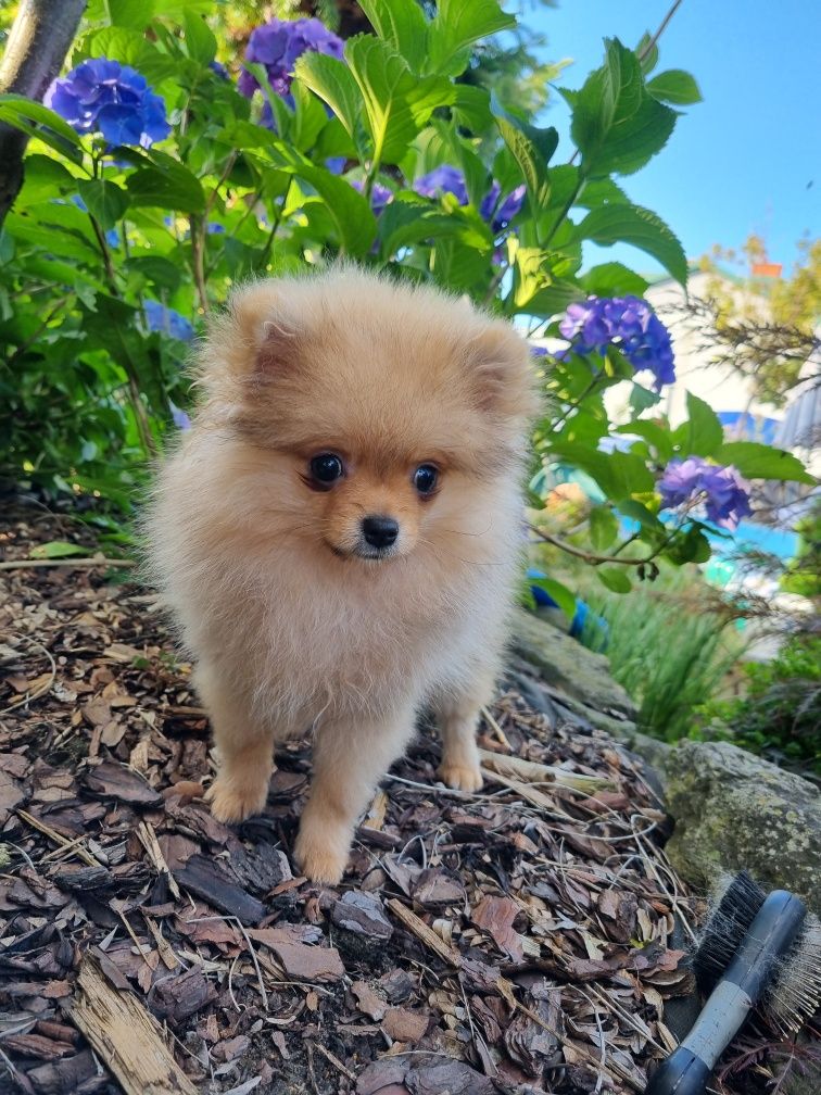 Malenstwo XXS Miniaturka BILLY piesek szpic miniaturowy pomeranian Uni