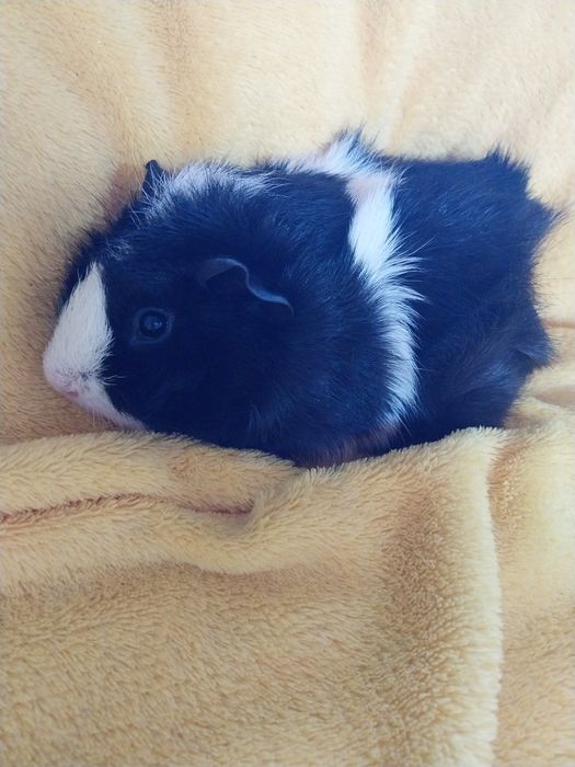 Świnka morska rozetka-samczyk.