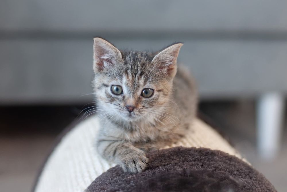 Keks i Szarlotka szukają domu