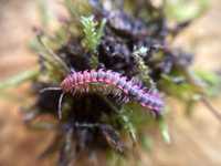 Desmoxytes planata Pink Dragon millipede wije krocionogi