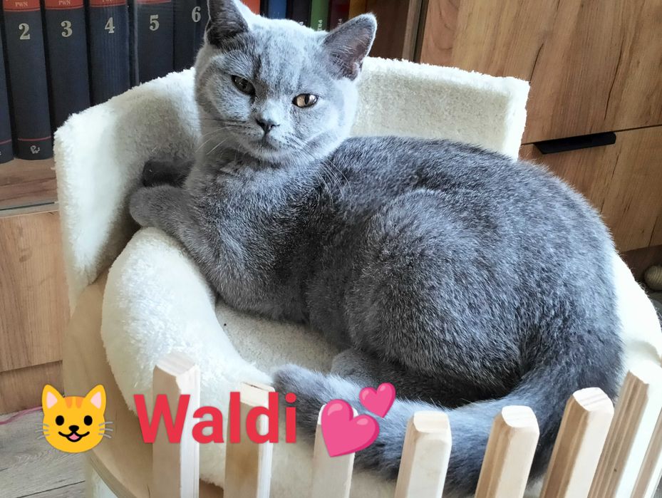 Kochany Waldi Rodowód Międzynarodowy