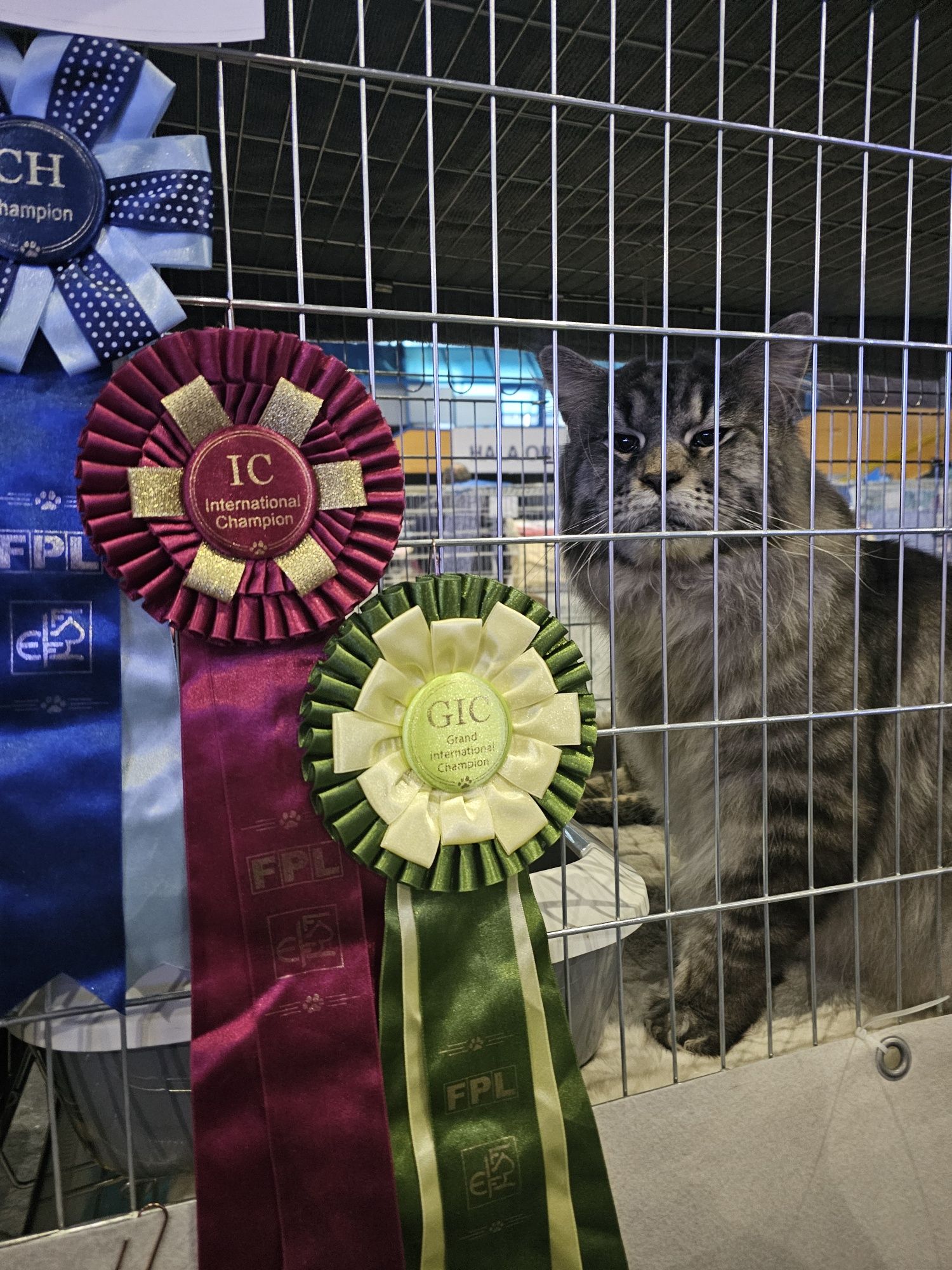 Kotka Maine Coon  Certa. Opcja hodowlana